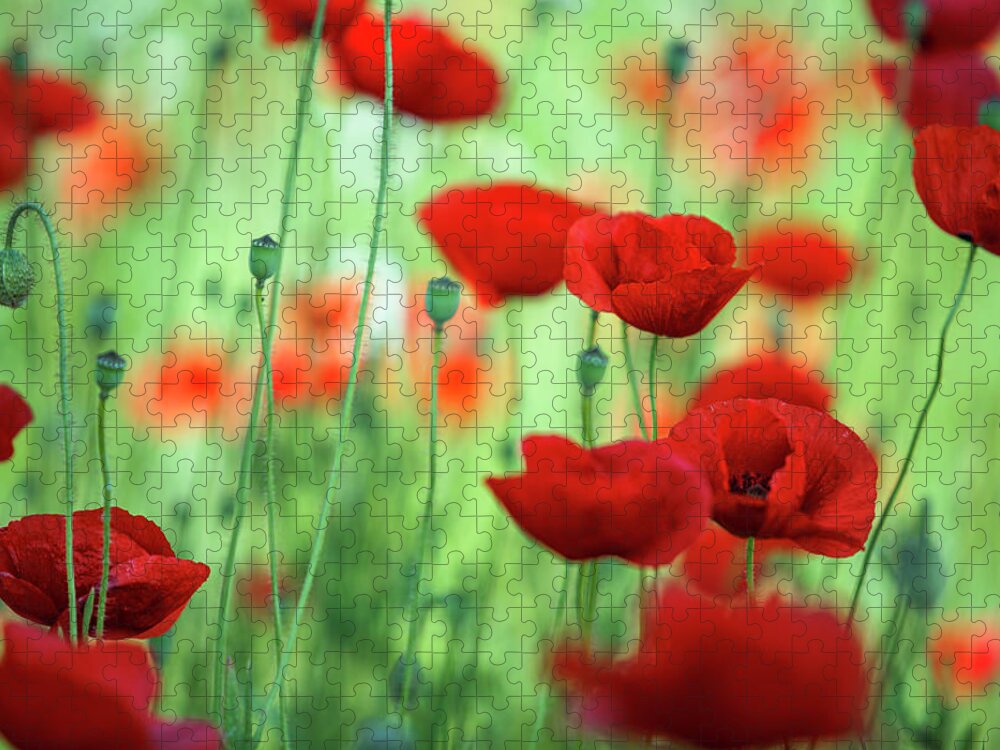 Poppy Flower Jigsaw Puzzle featuring the photograph Summer Poppy Meadow #55 by Nailia Schwarz