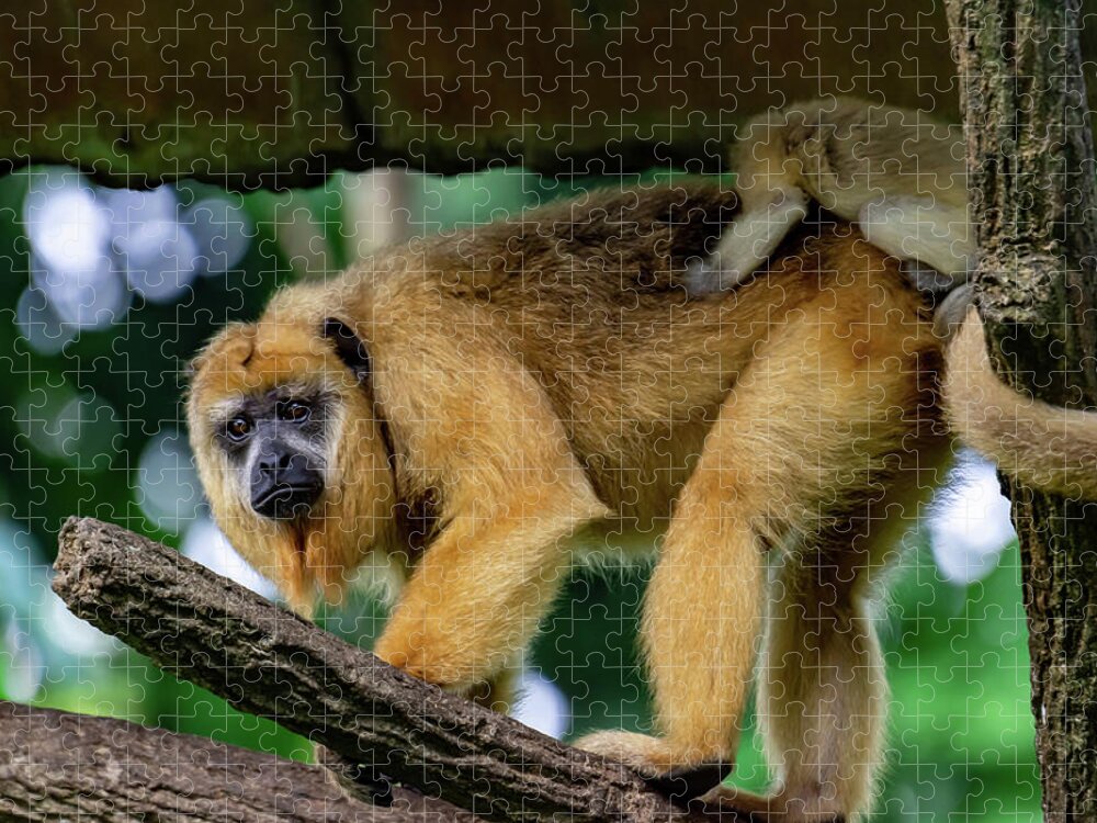 a FEATURED Howler monkey mural 1000 piece jigsaw puzzle