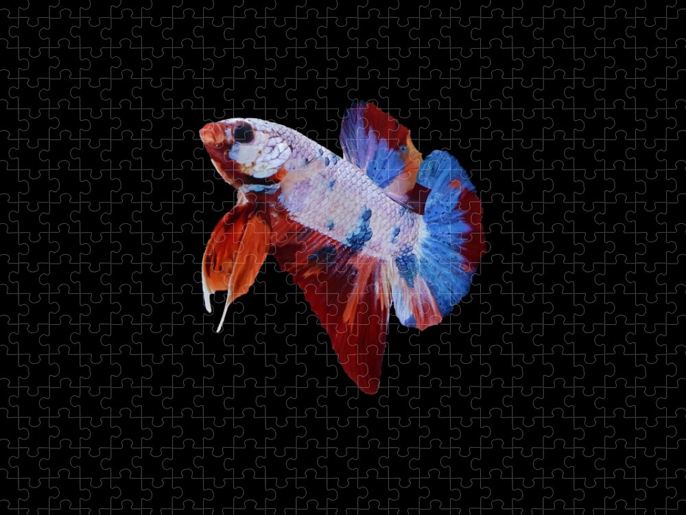 Betta Jigsaw Puzzle featuring the photograph Multicolor Betta Fish by Sambel Pedes
