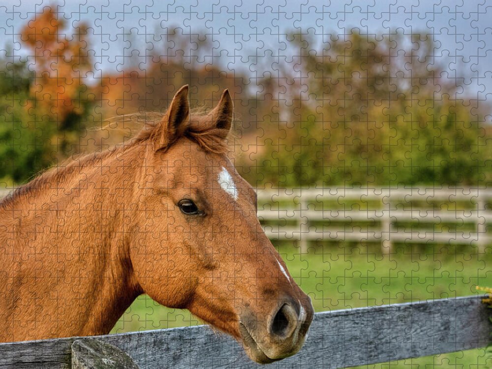 Airey Jigsaw Puzzle featuring the photograph Autumn Horses of Uxbridge #9 by Dee Potter