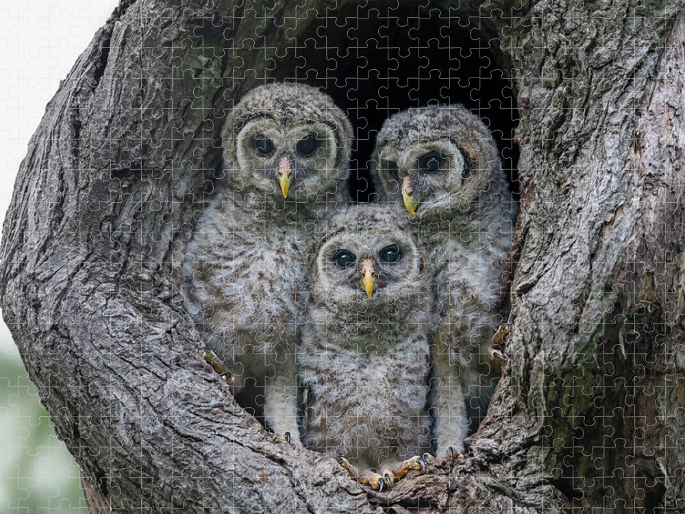 Baby Barred Owls Jigsaw Puzzle featuring the photograph Adorable Siblings by Puttaswamy Ravishankar