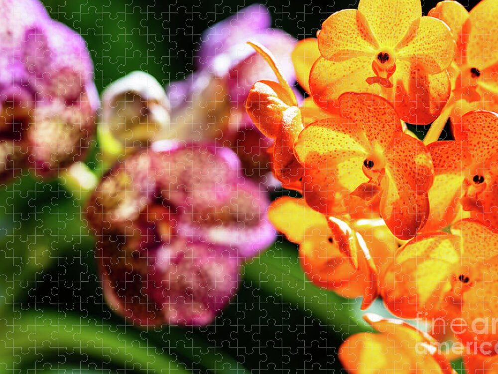 Ascda Kulwadee Fragrance Jigsaw Puzzle featuring the photograph Spotted Orchid Flowers #9 by Raul Rodriguez