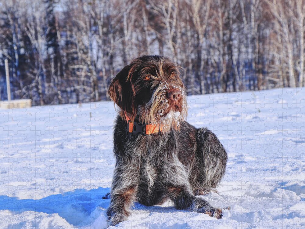 Freeze Jigsaw Puzzle featuring the photograph A beautiful czech dog named Cesky fousek relaxing on the snow and waiting for some actions on meadow. A hunting dog in real by Vaclav Sonnek