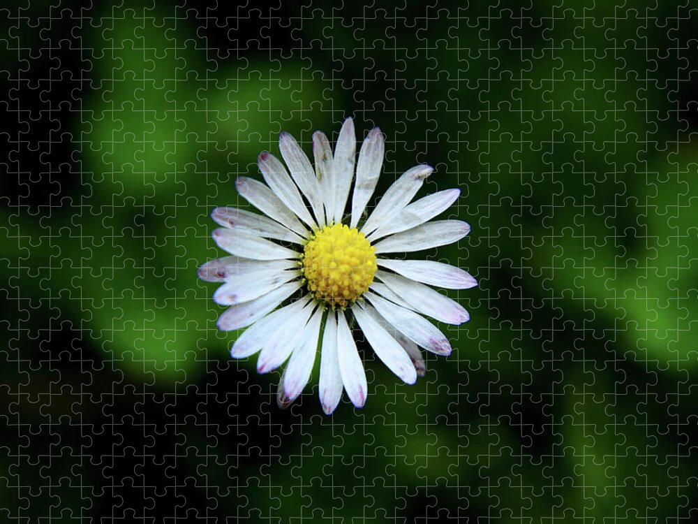 Bellis Perennis Jigsaw Puzzle featuring the photograph Beautiful Bellis Perennis in grass by Vaclav Sonnek