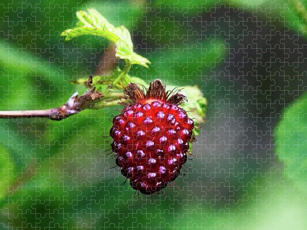 Alone Jigsaw Puzzle featuring the photograph A Berry Red Berry by David Desautel
