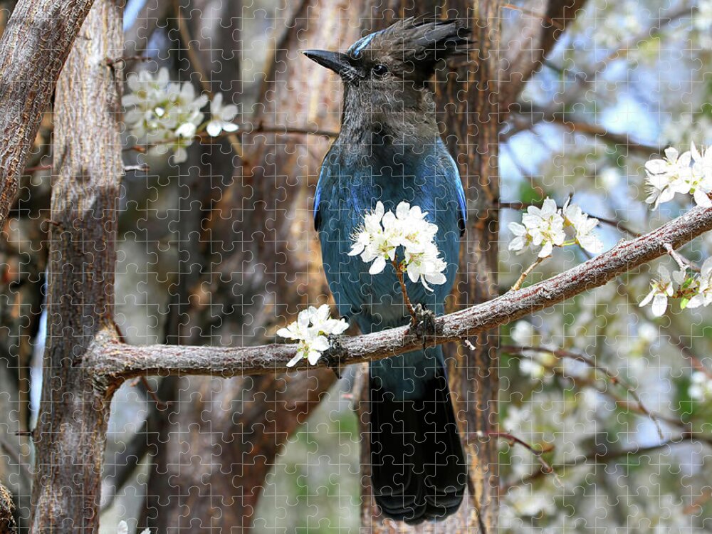 Stellers Jay Jigsaw Puzzle featuring the photograph A Bouquet for You by Donna Kennedy