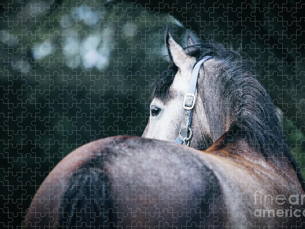 Horse Jigsaw Puzzle featuring the photograph A close-up portrait of horse profile in nature by Dimitar Hristov
