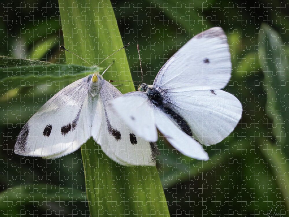 Butterfly Jigsaw Puzzle featuring the photograph A Couple of Butterflies by D Lee