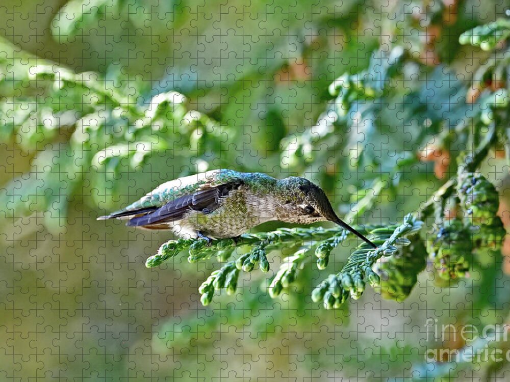 Anna's Hummingbird Jigsaw Puzzle featuring the photograph A Curious Anna's Hummingbird by Amazing Action Photo Video