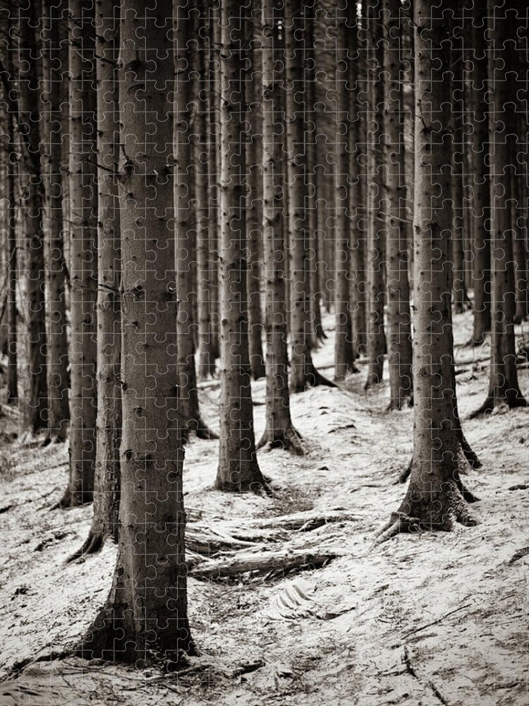 Pine Forest Jigsaw Puzzle featuring the photograph A dusting of snow by Gavin Lewis