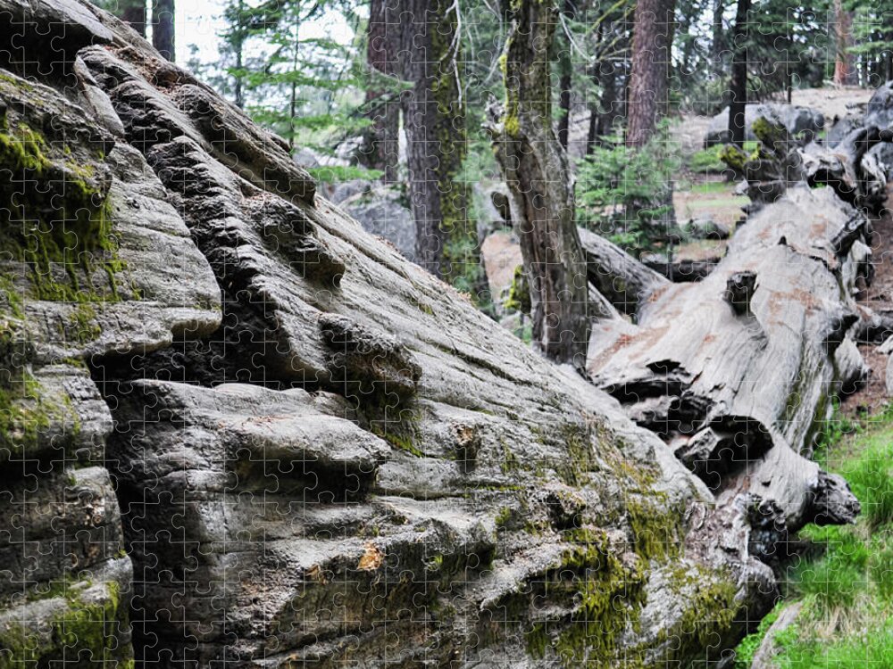 Sequoia National Park Jigsaw Puzzle featuring the photograph A Fallen Giant Sequoia by Kyle Hanson