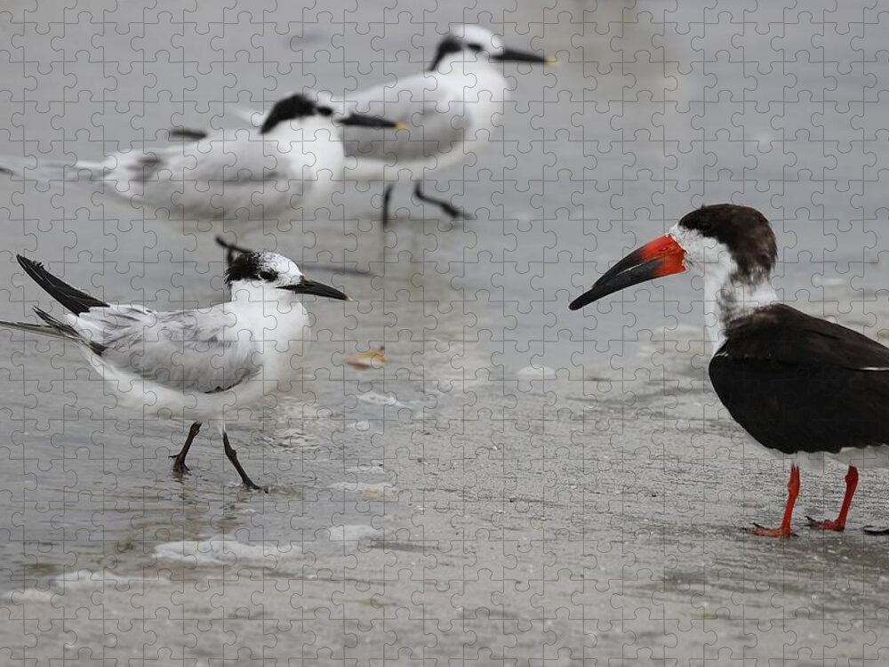 Terns Jigsaw Puzzle featuring the photograph A Friendly Encounter by Mingming Jiang