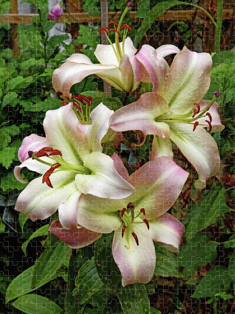 Lily Jigsaw Puzzle featuring the photograph A group Of Lilies by Jeff Townsend