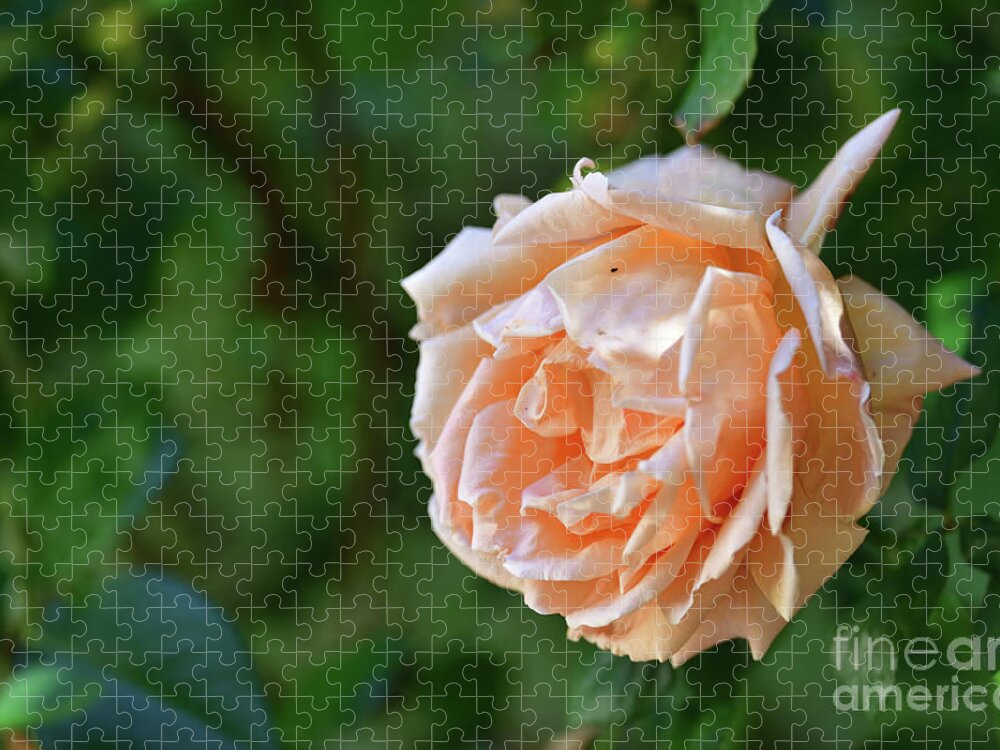 Rose Jigsaw Puzzle featuring the photograph A Huge Rose by Amazing Action Photo Video