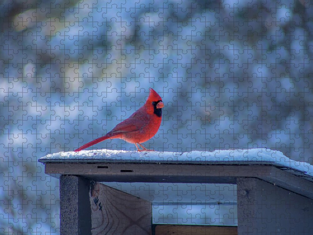 Cardinal Jigsaw Puzzle featuring the photograph A male cardinal sitting in the depth of winter... by Jay Smith