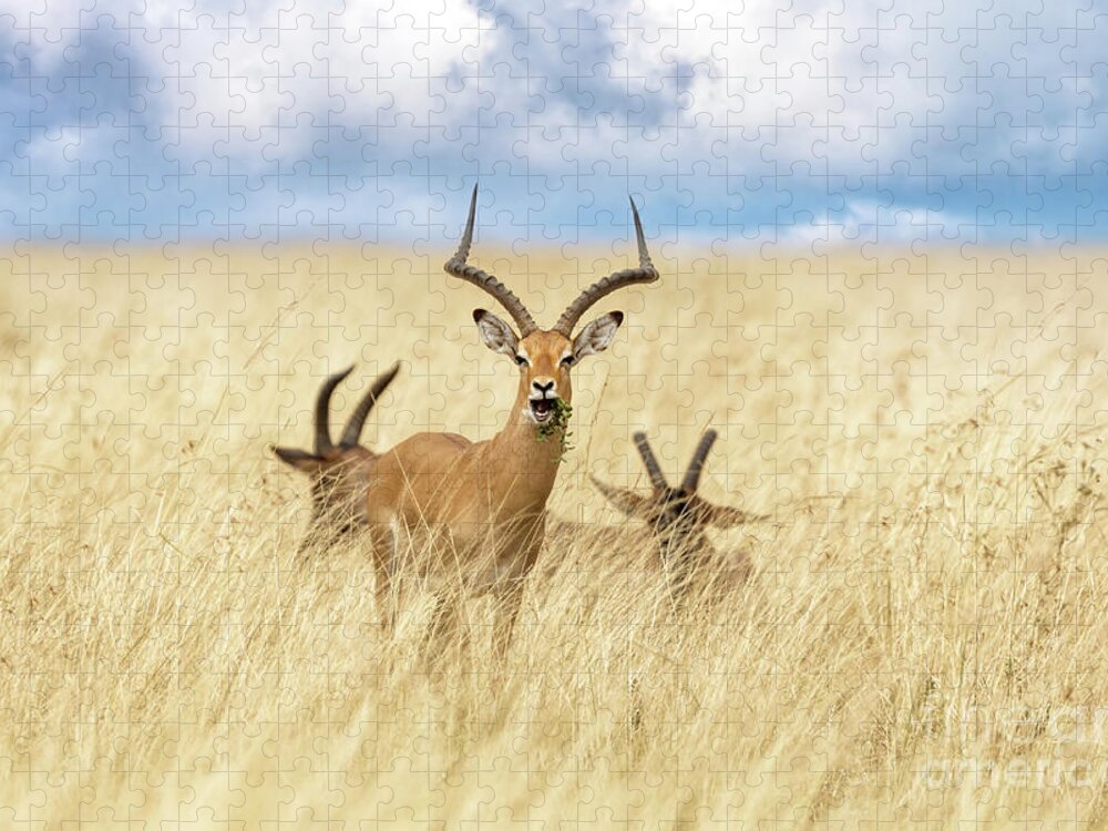 Impala Jigsaw Puzzle featuring the photograph A male impala, aepyceros melampus, and two topi, damaliscus luna by Jane Rix