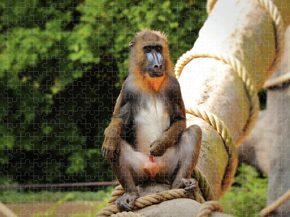 Mandrill Jigsaw Puzzle featuring the photograph Mandrillus sphinx sitting on the trunk by Vaclav Sonnek