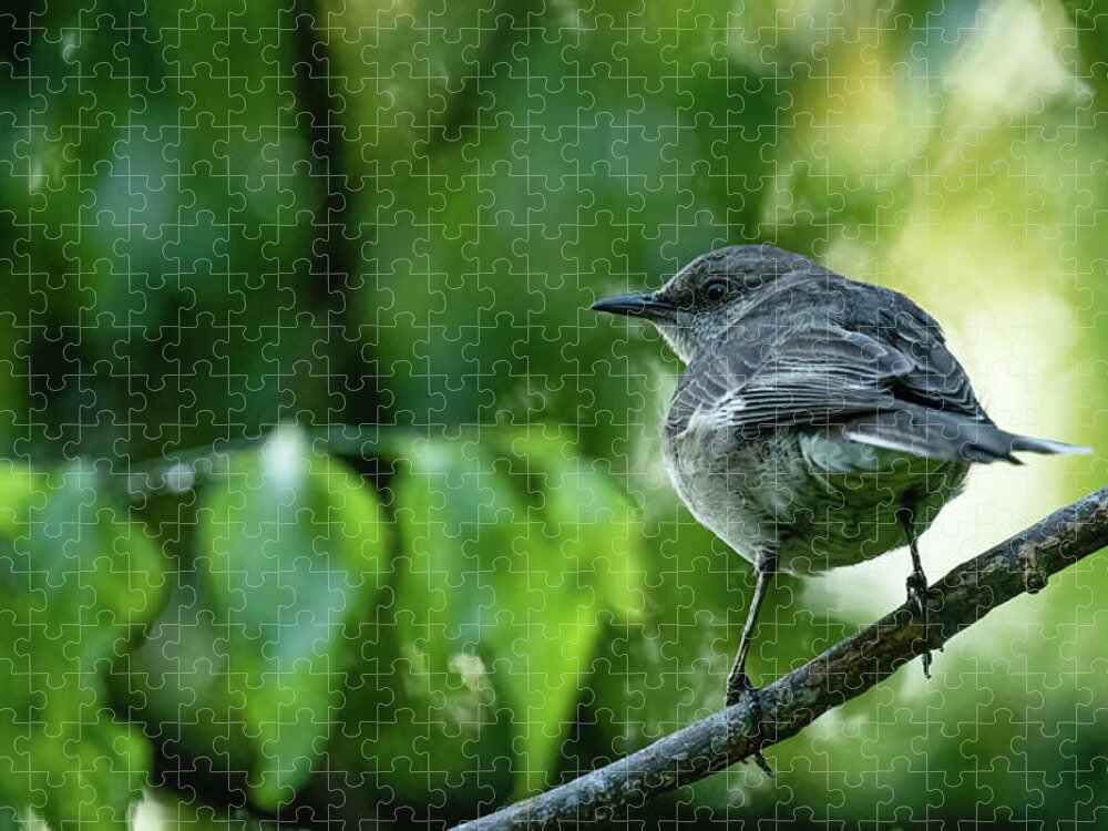 Mockingbird Jigsaw Puzzle featuring the photograph A Mockingbird in Late Spring by Rachel Morrison
