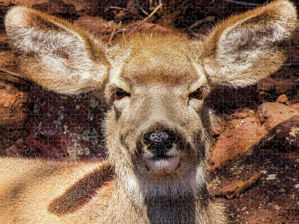 Deer Jigsaw Puzzle featuring the photograph A Mule Deer by Laura Putman