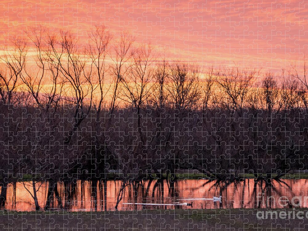 Ducks Jigsaw Puzzle featuring the photograph A New Day by Cheryl McClure