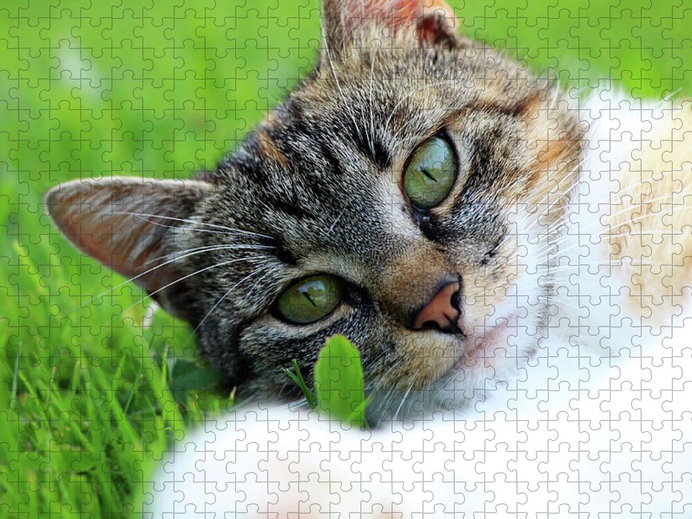 Golden Hour Jigsaw Puzzle featuring the photograph A part of body of domestic cat lying in grass and looking on camera in right moment by Vaclav Sonnek