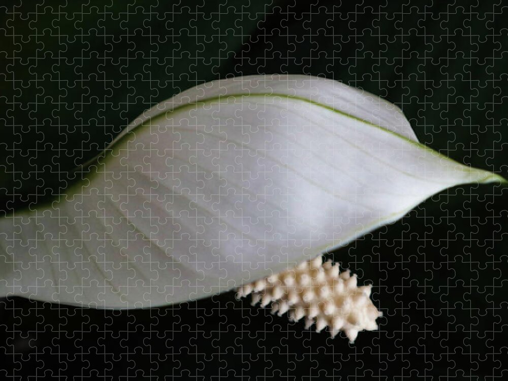 Peace Lily Jigsaw Puzzle featuring the photograph A Peace Lily Helmet by D Lee