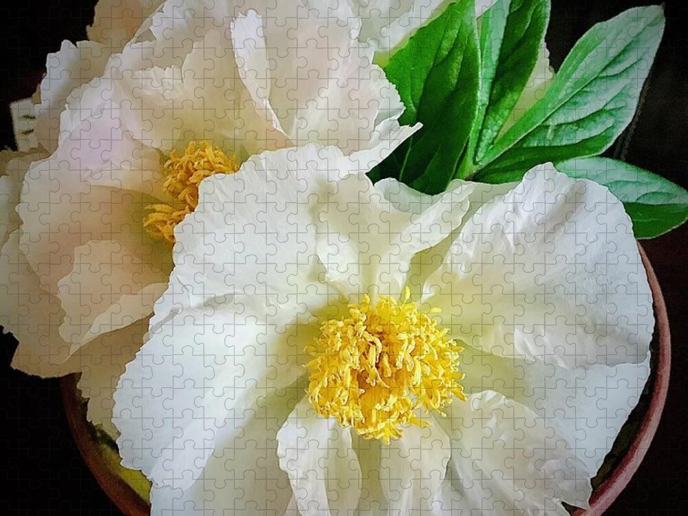 Peonies Jigsaw Puzzle featuring the photograph A Plate Full Of Peonies by Alida M Haslett