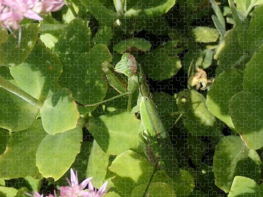 Mantis Jigsaw Puzzle featuring the photograph A Predator Lurks by Christopher Reed