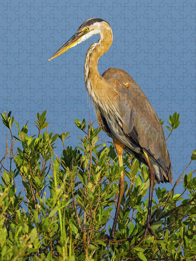 R5-2653 Jigsaw Puzzle featuring the photograph A Proud Heron by Gordon Elwell