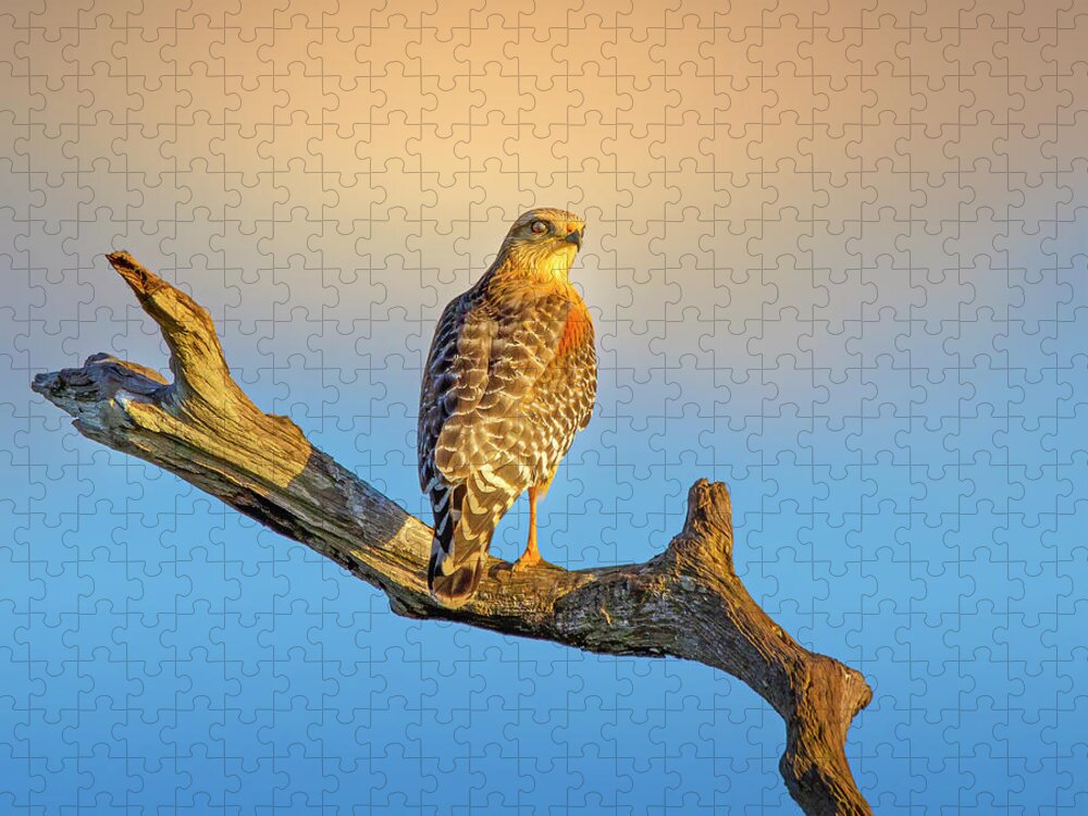 Hawk Jigsaw Puzzle featuring the photograph A Red Shouldered Hawk at Sunset by Mark Andrew Thomas