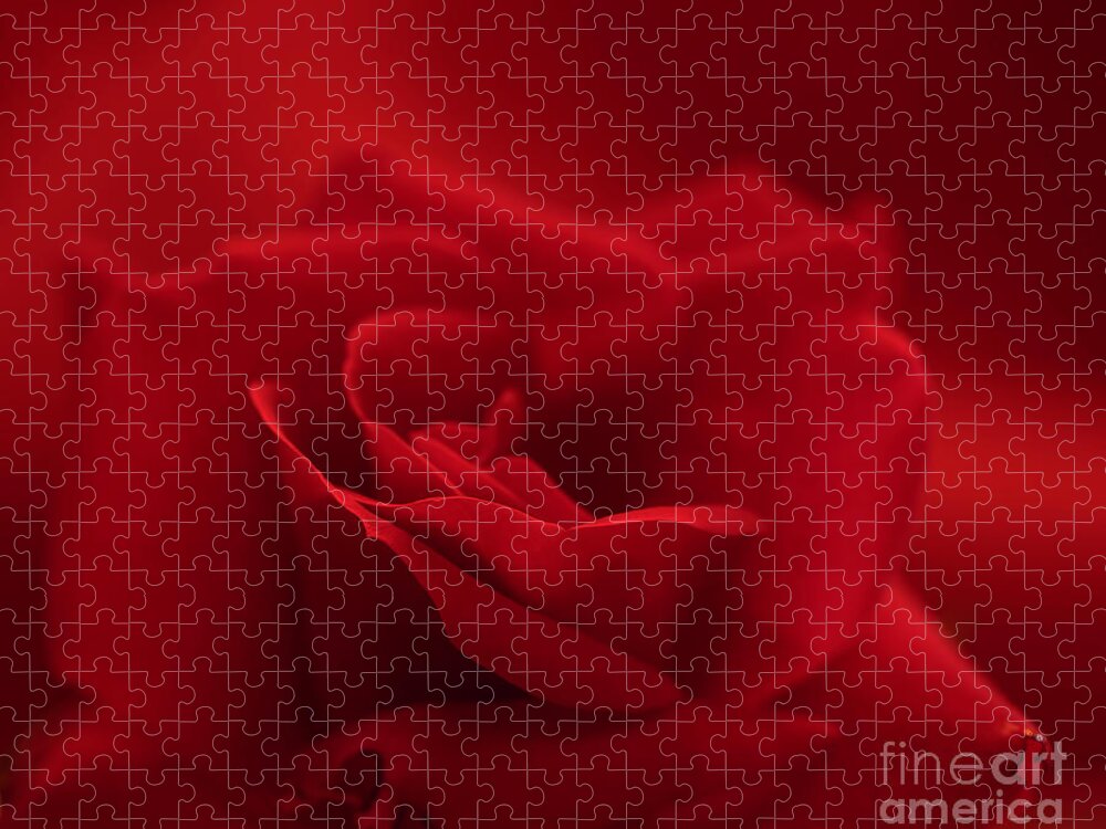 Macro Jigsaw Puzzle featuring the photograph A Rose is a Rose by Patrick Nowotny