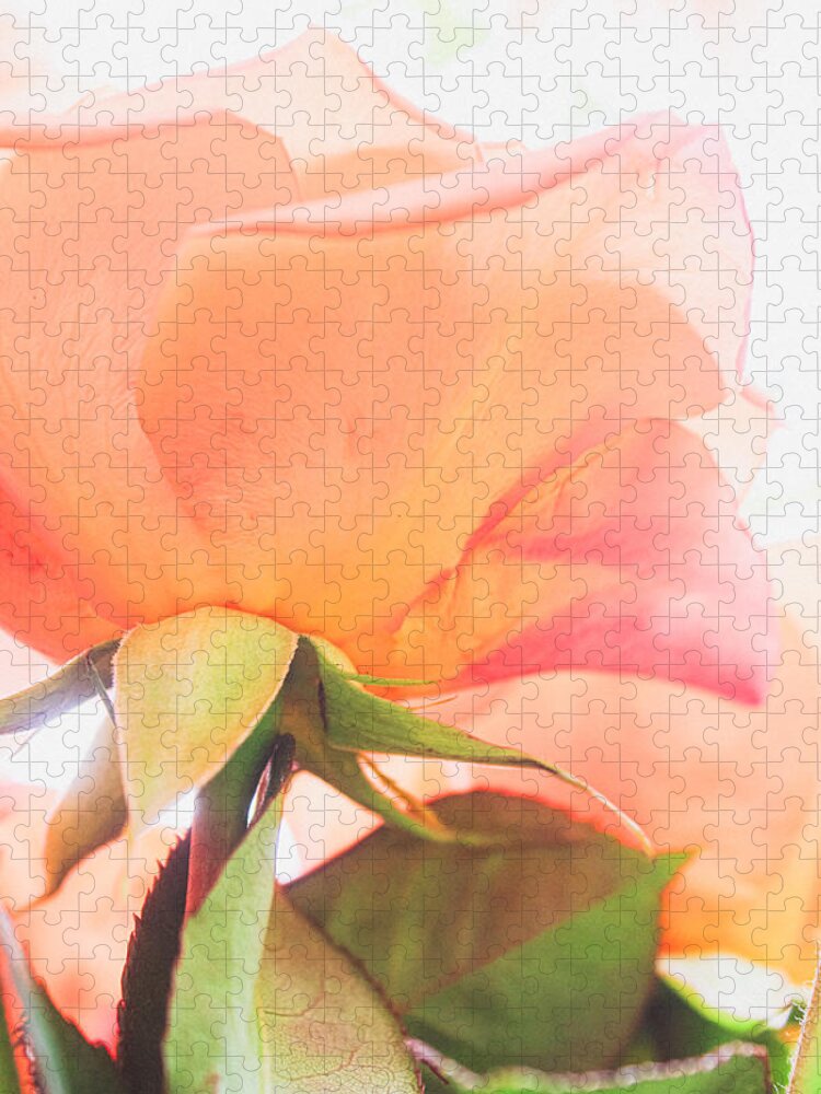 Rosa Hybrida Jigsaw Puzzle featuring the photograph A Rose Made of Light by W Craig Photography