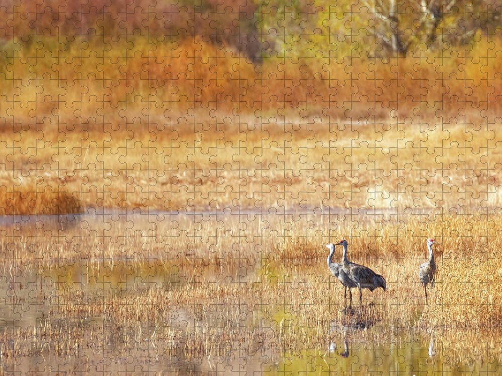 Bosque Del Apache Jigsaw Puzzle featuring the photograph A Sandhill Crane Family by Susan Rissi Tregoning