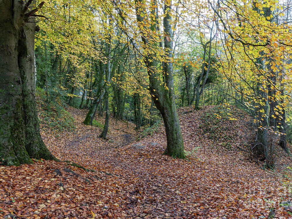 Autumn Colour Jigsaw Puzzle featuring the photograph A Walk In The Woods by Richard Burdon