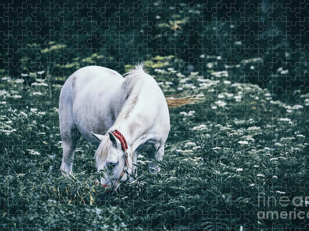 Horse Jigsaw Puzzle featuring the photograph A white horse grazes on a meadow II by Dimitar Hristov