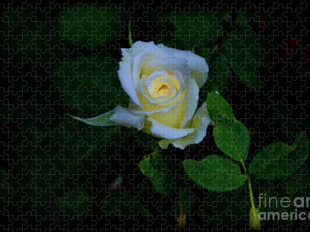 2205d Jigsaw Puzzle featuring the photograph A White Rose Aglow For You by Al Bourassa