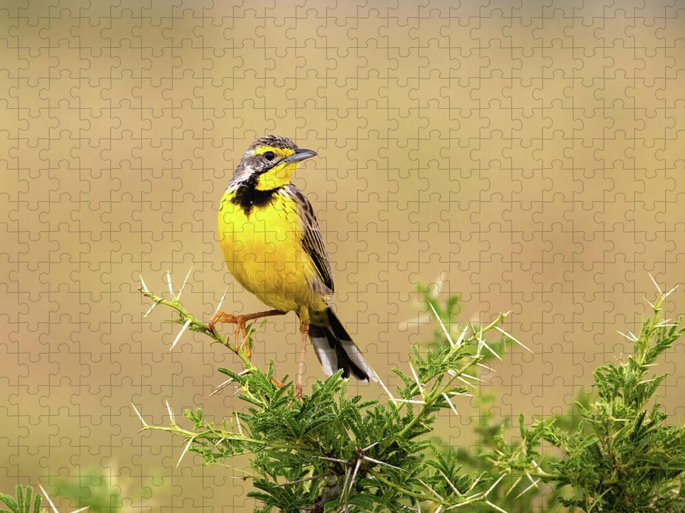 Yellow-throated Longclaw Jigsaw Puzzle featuring the photograph A yellow-throated longclaw, macronyx croceus, perched on a thorn by Jane Rix