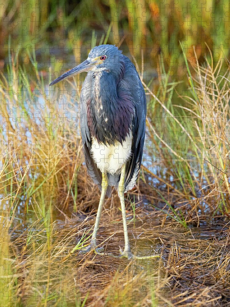 R5-2607 Jigsaw Puzzle featuring the photograph A young blue heron by Gordon Elwell