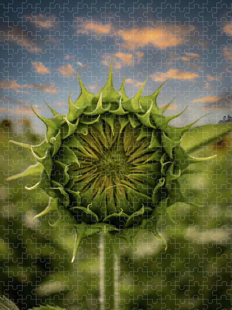 Sunflower Jigsaw Puzzle featuring the photograph About To Pop Out by Rick Nelson