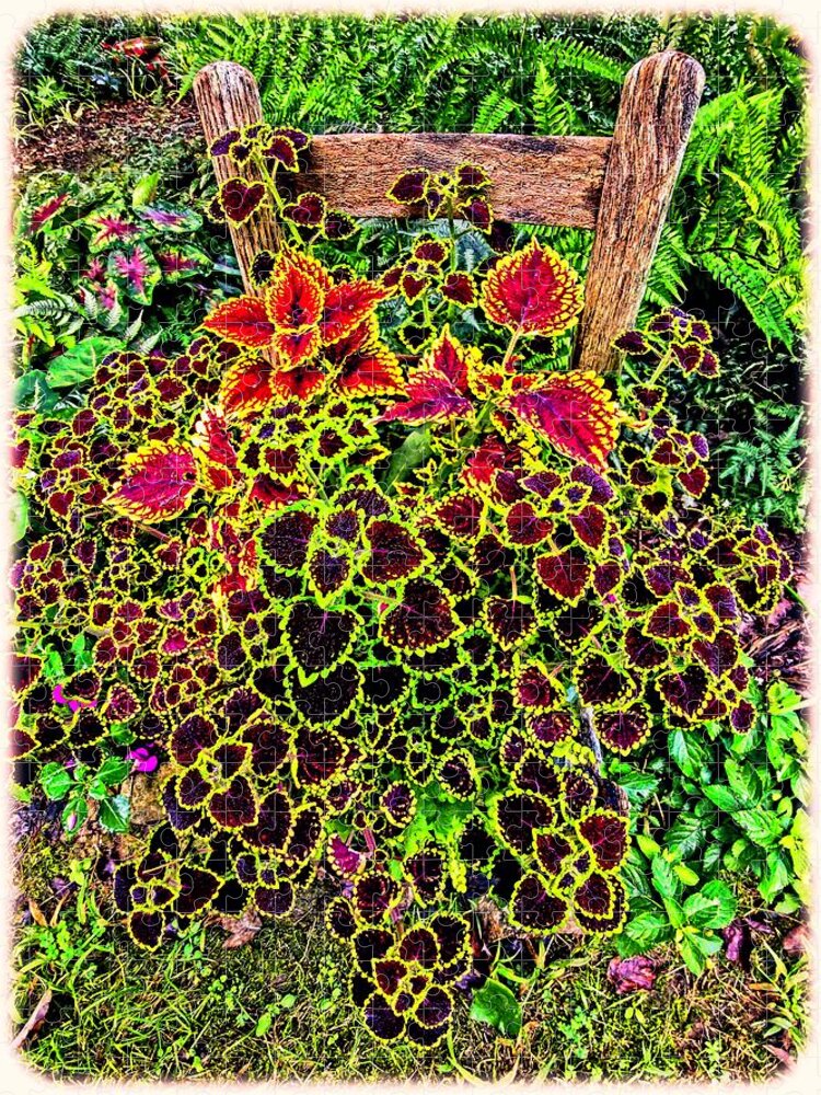 Coleus Chair Brown Red Yellow Green Leaves Plants Colorful Foliage Jigsaw Puzzle featuring the photograph Abundant Coleus by Allen Nice-Webb