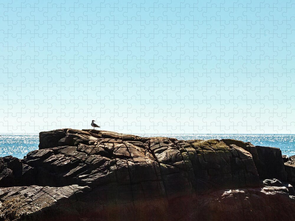 Birds Jigsaw Puzzle featuring the photograph Acadia National Park Seagull by Amelia Pearn