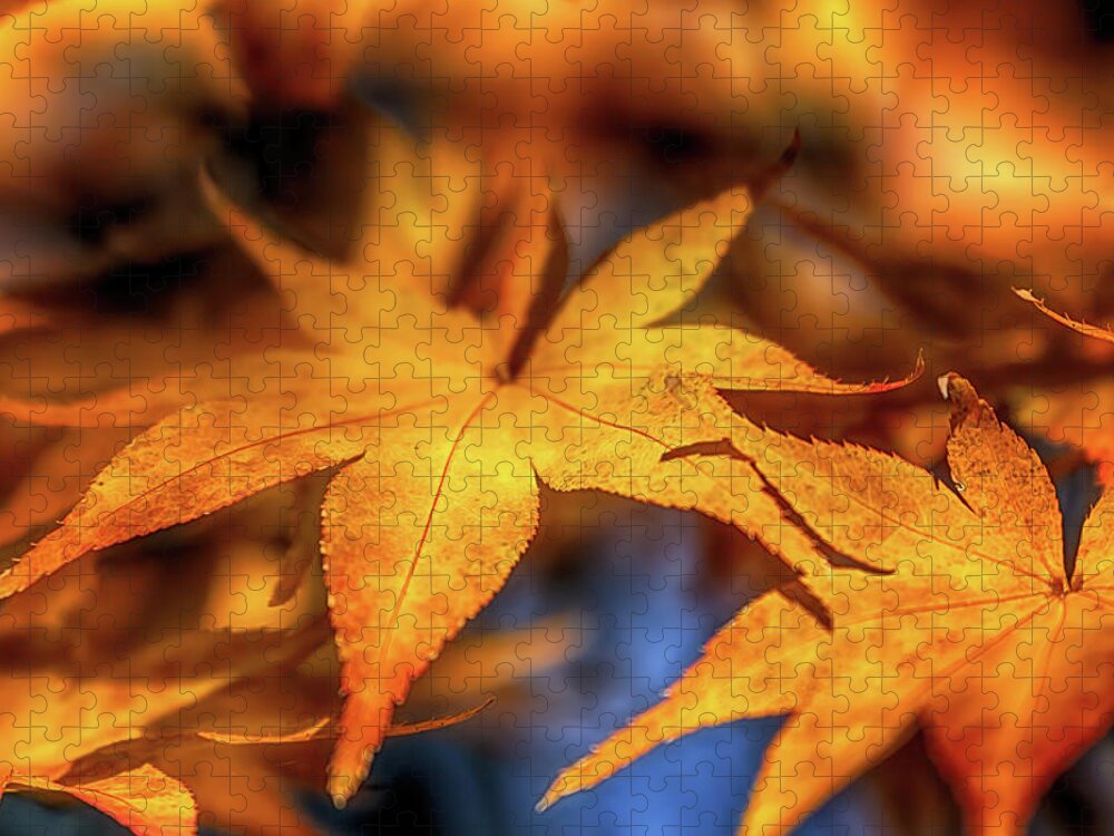 Fall Colors Jigsaw Puzzle featuring the photograph Acer in Autumn by Susan Rissi Tregoning