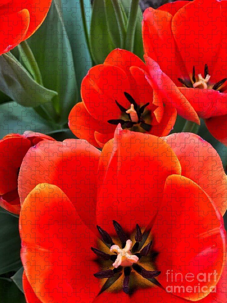 Color Jigsaw Puzzle featuring the photograph Ad Rem Tulips by Jeanette French