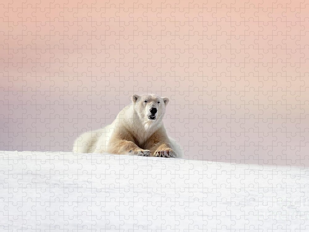 Wild Jigsaw Puzzle featuring the photograph Adult male polar bear resting on the snow of Svalbard at dusk by Jane Rix