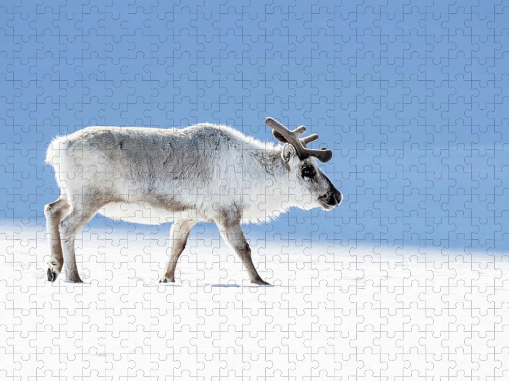 Adult Jigsaw Puzzle featuring the photograph Adult reindeer, side profile, Svalbard by Jane Rix
