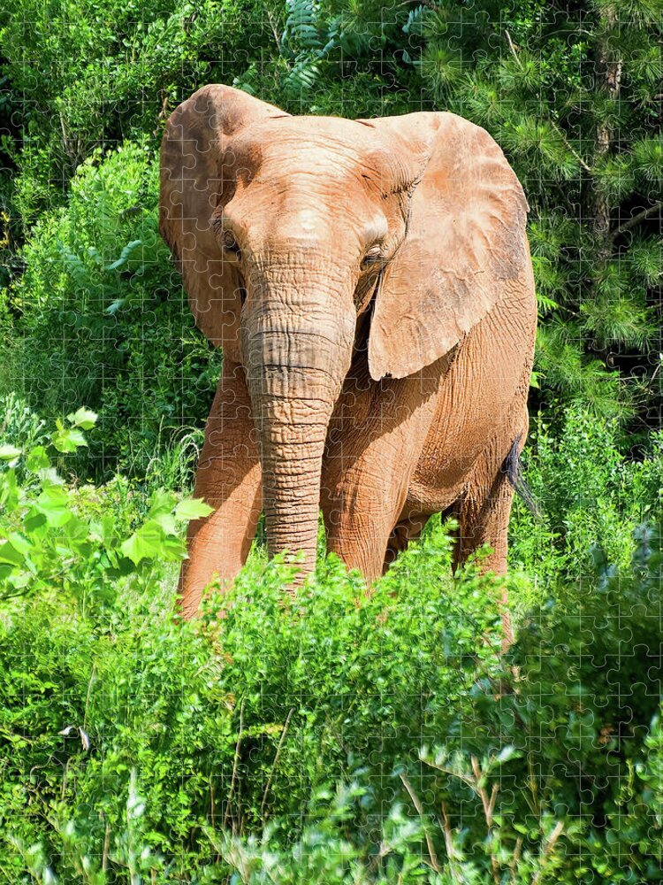 African Elephant Jigsaw Puzzle featuring the photograph African Elephant coming through trees by Flees Photos