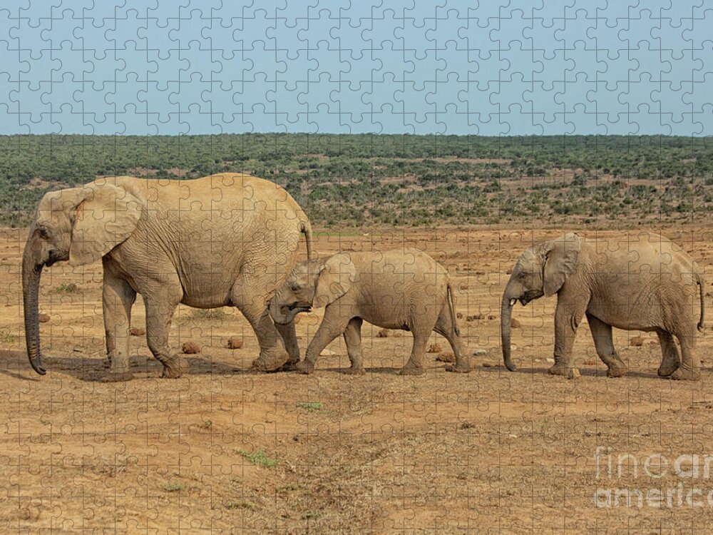 Africa Jigsaw Puzzle featuring the photograph African elephant family in a row in South Africa by Patricia Hofmeester