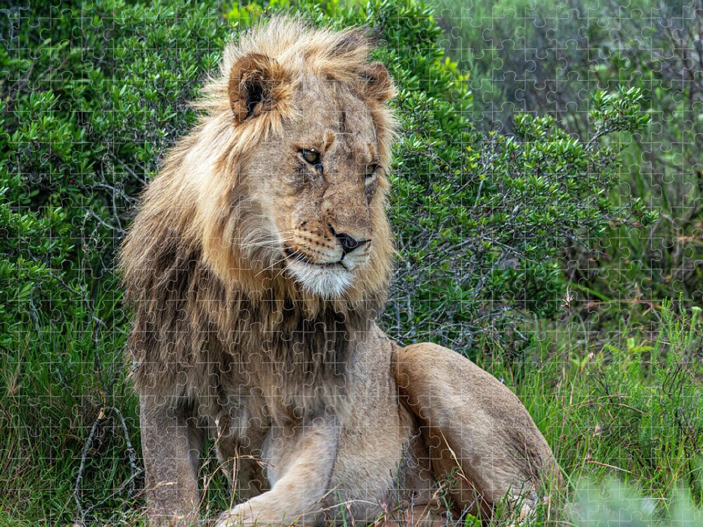  Africa Jigsaw Puzzle featuring the photograph African Lion sitting by Matt Swinden