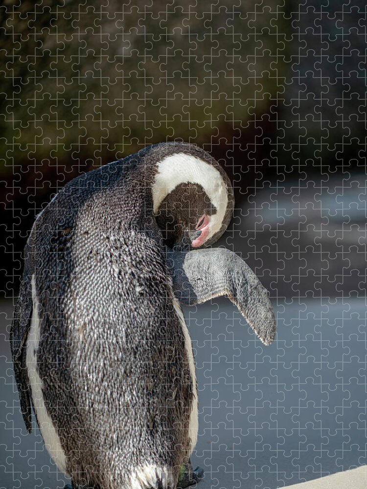 Wildlife Jigsaw Puzzle featuring the photograph African Penguin Pruning by Matt Swinden