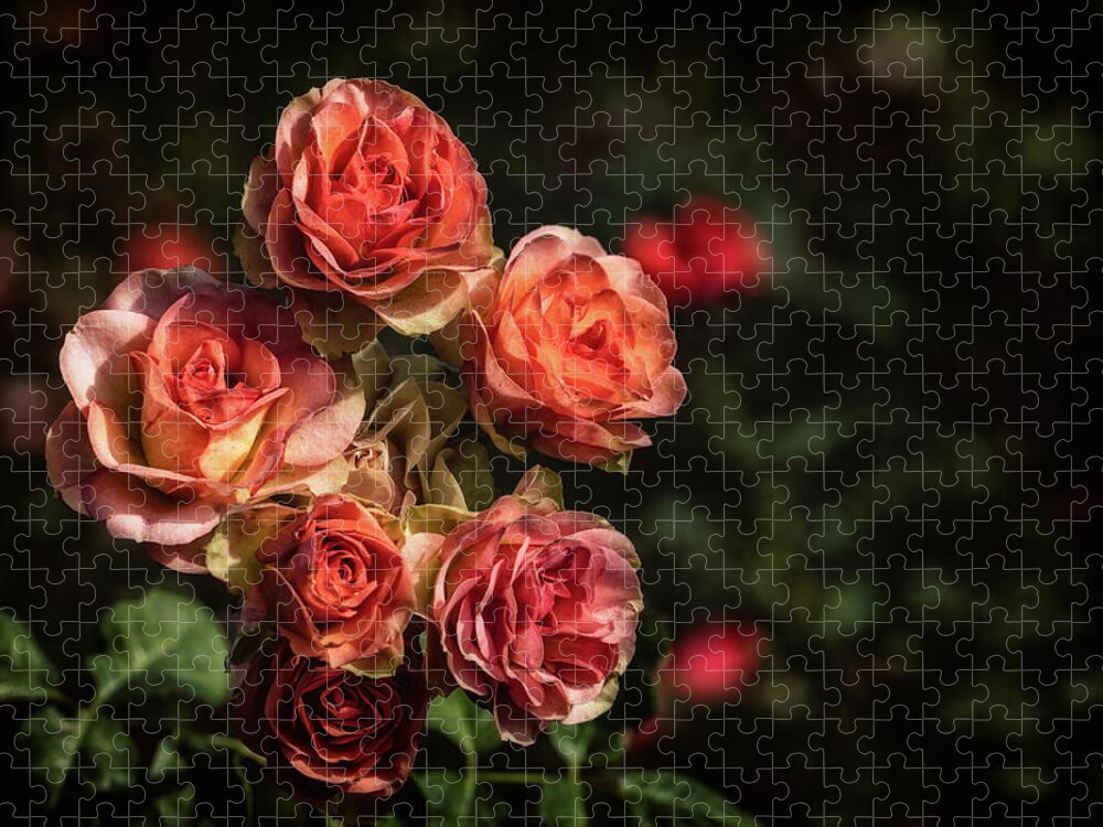 Plant Jigsaw Puzzle featuring the photograph Aging Beauty by Laura Roberts